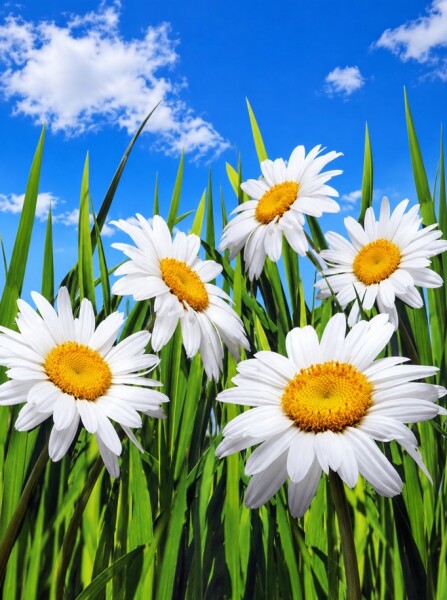 Fototapet Margarete 134×194